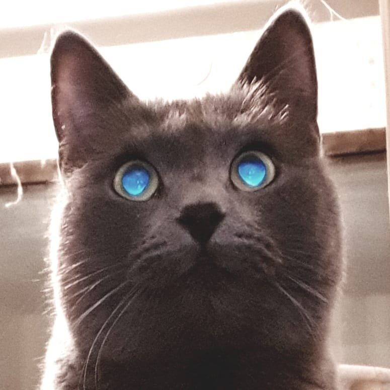 Mythicat91 Profile Picture