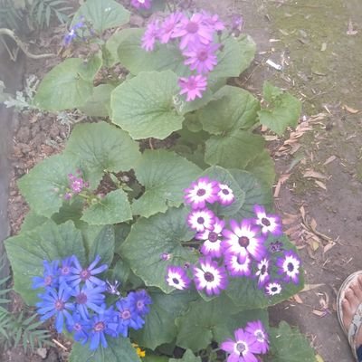 PreetiKakkar7's profile picture. 