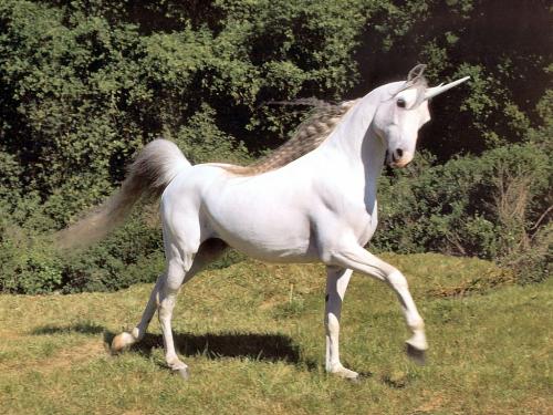 When ponies do something good, they get a horn. When they get a horn, they become a unicorn.