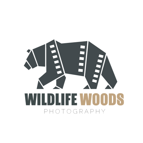 wildlife_woods's profile picture. Wildlife Photographer