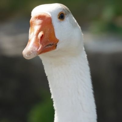 disappointed_goose