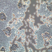 Research as Art (@researchasart) 's Twitter Profile