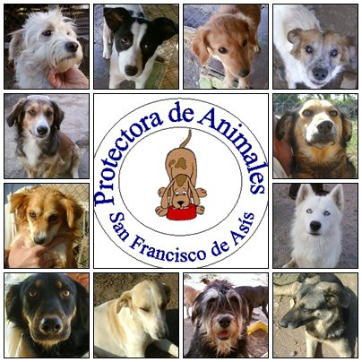 LOS PERROS SON MI VIDA!!!