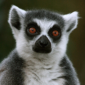 dude_lemur's profile picture. 