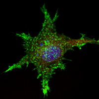 UMass Molecular Medicine (@progmolmed) 's Twitter Profile