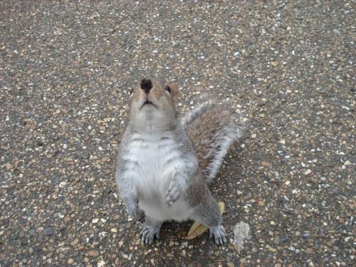 kikerigu's profile picture. kuļturščica