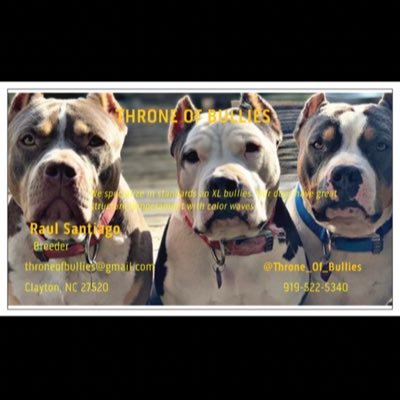 We specialize in Standard, an XL Bullies. Our dogs have great structure,temperment with color waves! check me out IG: @throne_of_Bullies