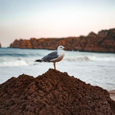 SwagatoBhaskar's profile picture. Humpty Dumpty dah dah dah