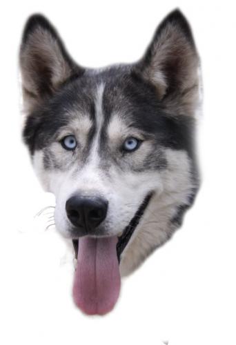 UKVets's profile picture. UK Directory of Veterinary Surgeries and Vets Practices