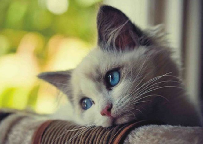 PotterJeffers0n's profile picture. Frases e citações