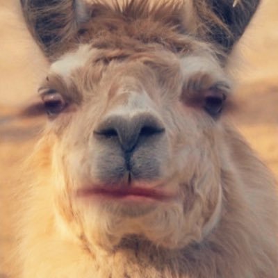 angryLLAMA20's profile picture. I has opinions. If you have opinions you’d like me to share, send them and I’ll post them anonymously.
