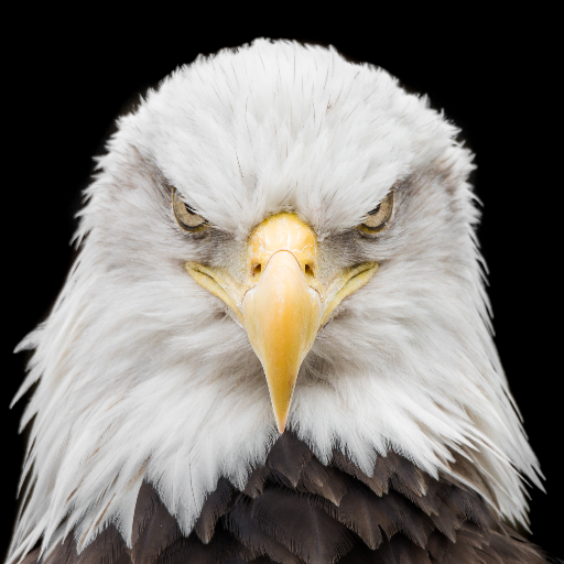 Daily bald eagle photos. Nothing more, nothing less. Account run by @willcoforests. Also follow us at @todaysbird | @wildlifeofday | @todayinnature.