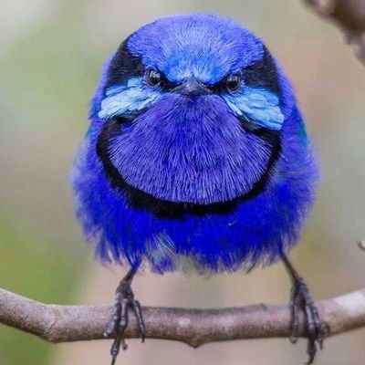 AnitaBalaski's profile picture. Retired RN who loves her doxies and her wonderful family. Politically right of center. We have more in common than not.