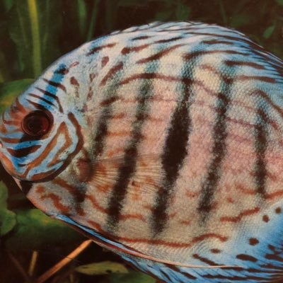 AwesomeHealey's profile picture. 