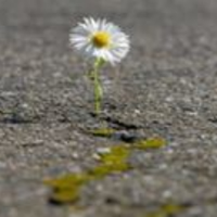 Sana (@sanaimlagerhaus) Twitter profile photo