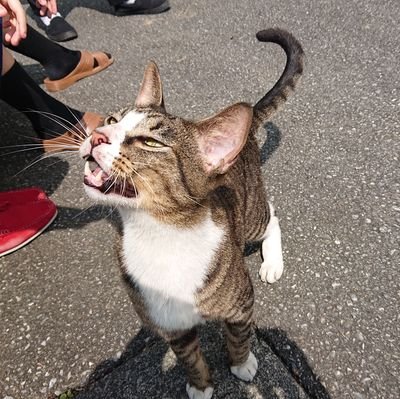 metabonia7's profile picture. 40'sのおっちゃんです。ゲーマーです。メガネです。ダイエッター→トレーニングバカ→リバウンド王→ダイエッターに出戻り〜（笑）

前向きに前向きに♪