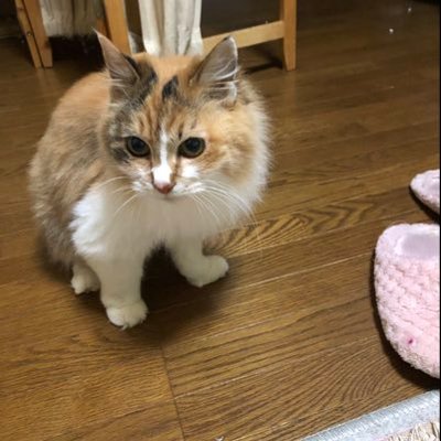やすこ✕2 セール】 ラインアクセントライトダウンコート （ダウン
