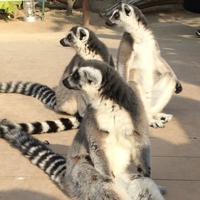 ponmponmp's profile picture. とにかくオウマガトキfilmさんが大好き♡
