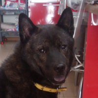 kaiken.momo.you (@kaikeny) Twitter profile photo