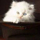 Heidi McCloskey - @princessho25 - Twitter