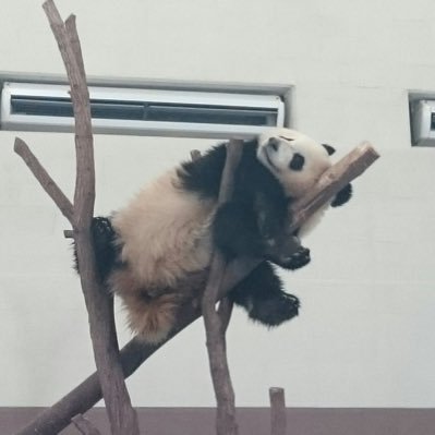 記録することが好きなので、日記＆メモ帳として使う多趣味なアカウント！🐼🎺🌸🐸🗻