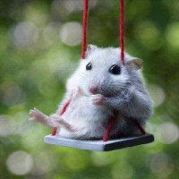 bad 🐭 (@ratoner33) 's Twitter Profile