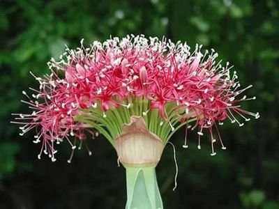 eItnsryIbxjPHGO's profile picture. বাংলা