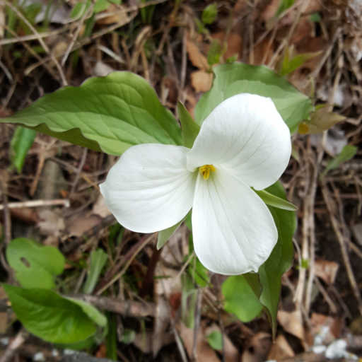 Settler residing on treaty lands of the Mississauga of New Credit First Nation. Environmental scientist, Green Party supporter. Posting retweets & own opinions.