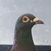 Artamamo (@artamamonemu) Twitter profile photo Artamamo (@artamamonemu) Twitter profile photo