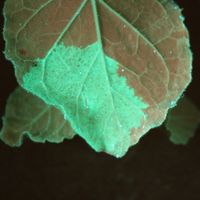 Nachelli Malpica (@nachellim) Twitter profile photo