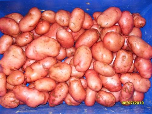 speedyspud's profile picture. cynic and armchair critic