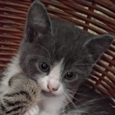 Kubur16's profile picture. 