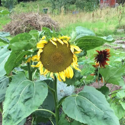 Allotment plot 127 • 5 mates in our early 30’s growing fruit and veg 🌶🍅🥬🥔🌽🥕 Amateur allotmenteers since 5/2016 From Birmingham Follow the progress