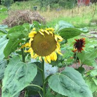 Allotmentplot127 (@plot127) 's Twitter Profile