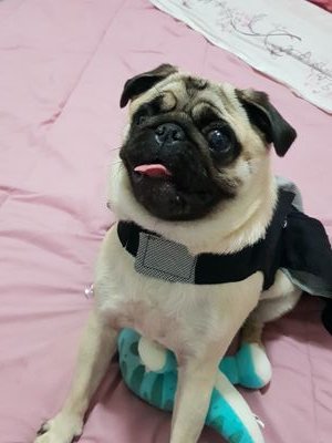 tsunadethepug's profile picture. Viva o lado Tsunade da vida!!
Uma linda pug, super arteira e brincalhona!