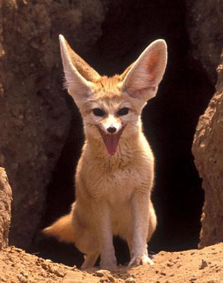 themetrofox's profile picture. News, Sociology, Tech, Food, Drink, Travel, Jokes, Movies, Music...I'm sure there are much more to life then these !