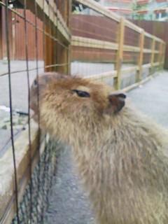 「主に静岡市や、その周辺に生息するネズミの仲間で、野球やクイズ、謎解きを得意とする体長約170セン／   

静岡クイズ愛好会
たぬき探偵ジェリーの謎解きルーム
人狼、ボードゲーム
等々に出没…

最近では、素人知識でクイズ問題を作ったりしてます。
夢は、仔カピ１号、２号と一緒に、親子でリアル脱出制覇。