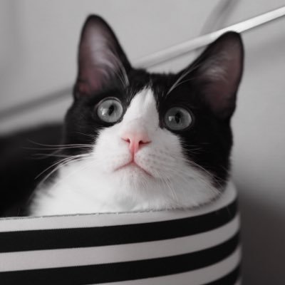miyahkun's profile picture. ねこ好きのソフトウェアエンジニア。私の給料が上がると、ねこのご飯が豪華になります。
