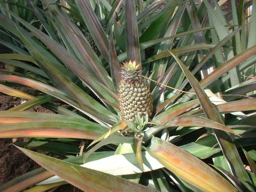 dhamikag's profile picture. Coconut products and Spices is my speciality.