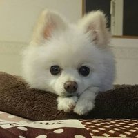 てるちょこ (@kurutyoko11go) 's Twitter Profile