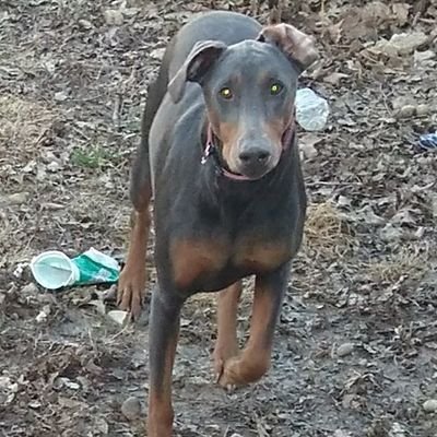 pmm46's profile picture. I am a big Josh Groban fan and a TSO fan.