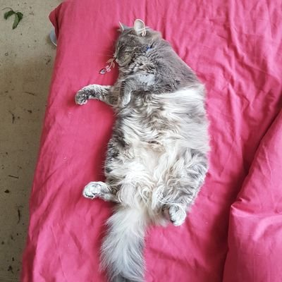 cwilson2175's profile picture. 26, kiwi (nz), Just here for the memes