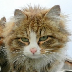猫ねこ＆咲さんさんのプロフィール画像