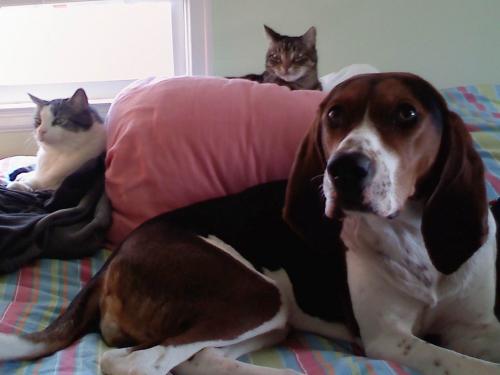 Former teacher turned professioinal pet sitter. Owned by a coonhound & 2 cats, Henry & Buster.