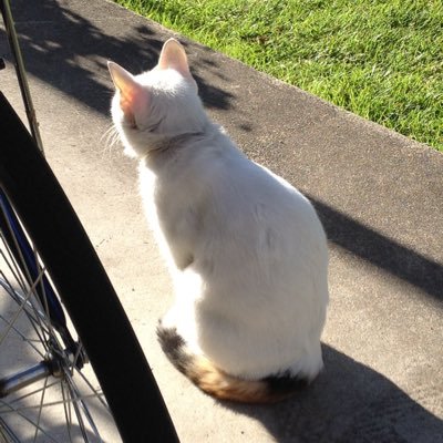 Chisato しゃべる猫しおちゃんが大好きな2歳の息子 黒猫のぬいぐるみをギューして しおちゃん カワイイ って Http T Co Ftfnssxkyh
