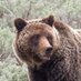 bearfanoutofcave (@unbearablefacts) Twitter profile photo bearfanoutofcave (@unbearablefacts) Twitter profile photo