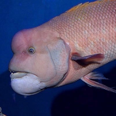 コブダイ Kobudaifish19 Twitter コブダイ Kobudaifish19 Twitter