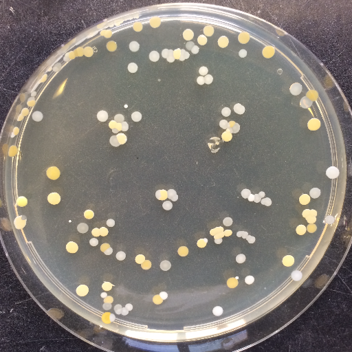 Former German microbiology scientist: interested in anaerobic metabolism, mother, gardener and now high school chemistry teacher. She/Her