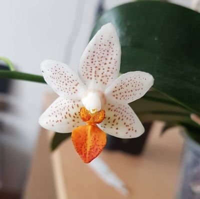 robinsorchids Profile Picture