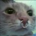 GatoRobot (@robotgato) Twitter profile photo GatoRobot (@robotgato) Twitter profile photo